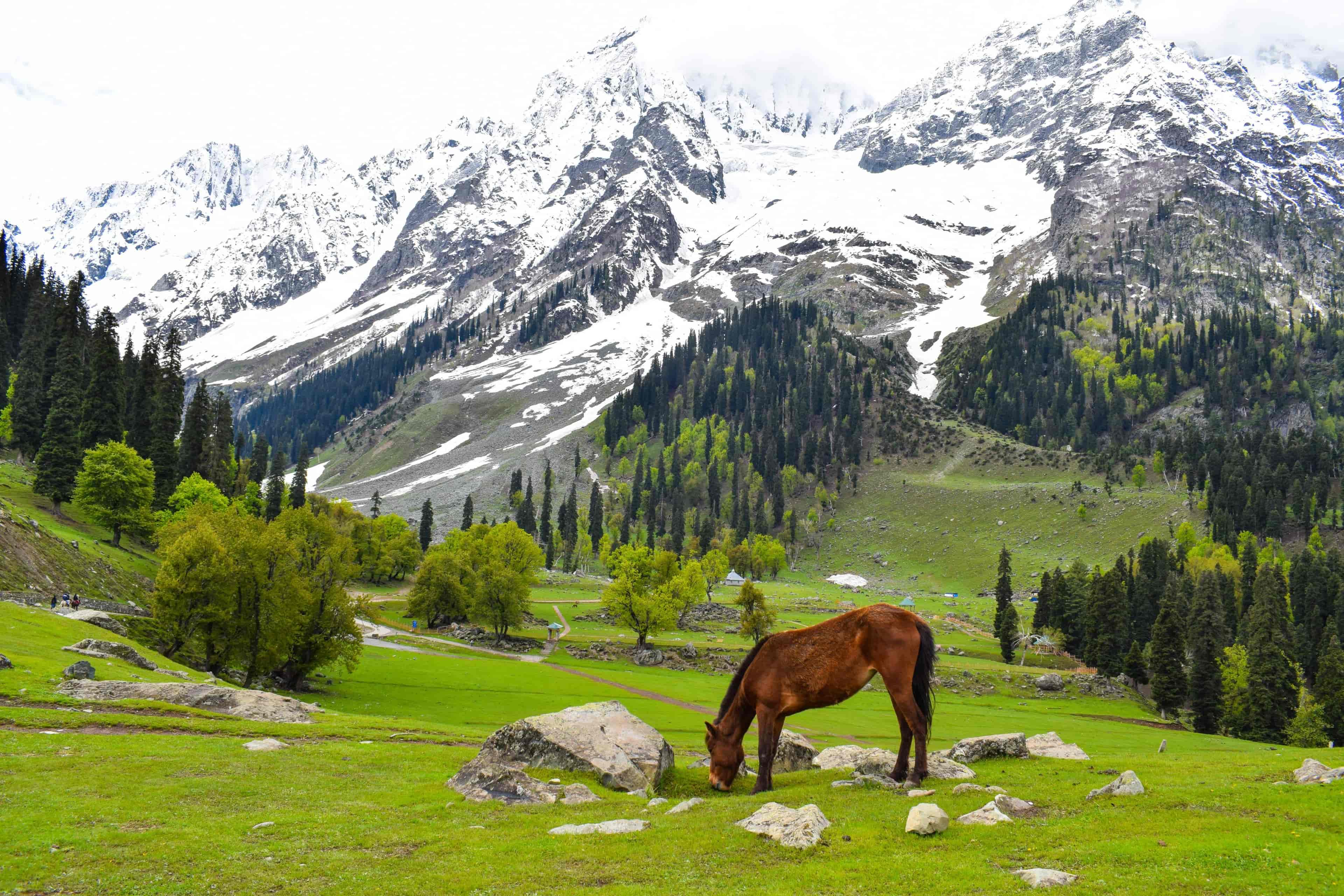 TRIP TO KASHMIR 7HEAVEN